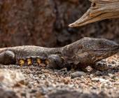 Highlights of El Hierro Walk