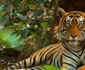 India’s Taj Mahal and Tigers – Premium Adventure