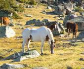 Walking the Rugged Pyrenees of Andorra