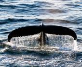 South Greenland Adventure: The Majestic Alpine Arctic