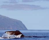 Island Hopping in the Azores