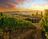 Discover Tuscany: Culture, Food & Wine
