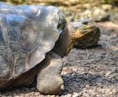 Galapagos Walking Adventure