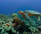 Kingdoms of Jordan – Premium Adventure