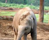 Annapurna to Chitwan: Walks & Wildlife