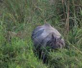 Annapurna to Chitwan: Walks & Wildlife