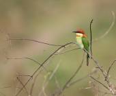 Annapurna to Chitwan: Walks & Wildlife