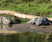 Annapurna to Chitwan: Walks & Wildlife