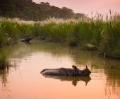 Chitwan Safari Add-on Tour