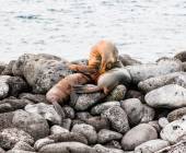 Highlights of Ecuador & the Galapagos