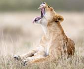 Kenya Safari Adventure