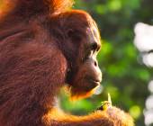 Borneo & the Malaysian Peninsula