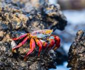 Highlights of Ecuador & the Galapagos