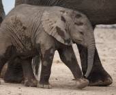 Tanzania Safari Adventure