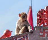 Foothills of the Himalaya