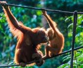 Borneo Wildlife Discoverer