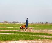 Foothills of the Himalaya