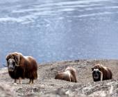 Iceland to Greenland: Total Solar Eclipse (13 days)