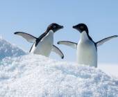 Antarctic Express: Fly South, Cruise North