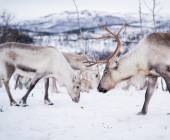 Svalbard Arctic Adventure – Sunny Winter