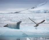 Antarctic Express: Fly South, Cruise North
