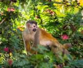 Squirrel Monkey (Saimiri Oerstedii)