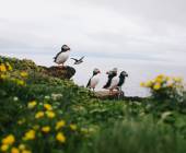 Iceland Circumnavigation: Mountains, Volcanoes and Waterfalls