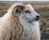 Iceland to Greenland: Mountains, Glaciers and the Westfjords