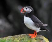 Iceland to Greenland: Mountains, Glaciers and the Westfjords