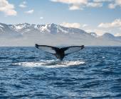 Iceland Circumnavigation: Mountains, Volcanoes and Waterfalls