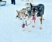 Finland Family Winter Adventure