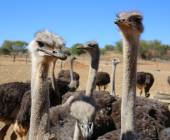 Cycling South Africa’s Garden Route