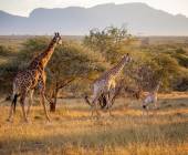 Essential Kruger Safari