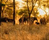 Tanzania Safari Adventure