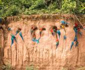 Premium Amazon Rainforest Add-on Tour (from Cuzco)