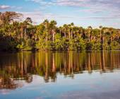 Premium Amazon Rainforest Add-on Tour (from Cuzco)