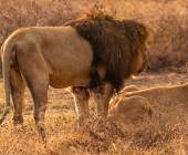 Tanzania Safari Adventure