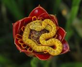 Eyelash-Viper,Costa Rica