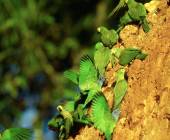 Premium Amazon Rainforest Add-on Tour (from Cuzco)