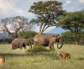 Tanzania Safari Adventure