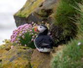 Under the Northern Lights: Exploring Iceland & East Greenland