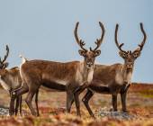 Greenland to Newfoundland: Mountains, Wildlife and Viking History