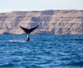 Valdés Peninsula Add-on Tour