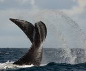 Valdés Peninsula Add-on Tour