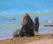 Valdés Peninsula Add-on Tour