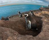 Valdés Peninsula Add-on Tour