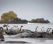 Penguins of the Far South: Falklands, South Georgia & Antarctica