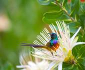 Highlights of South Africa’s Winelands