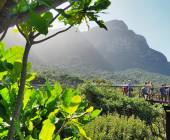 Highlights of South Africa’s Winelands
