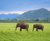 Best of Sri Lanka – Family Adventure